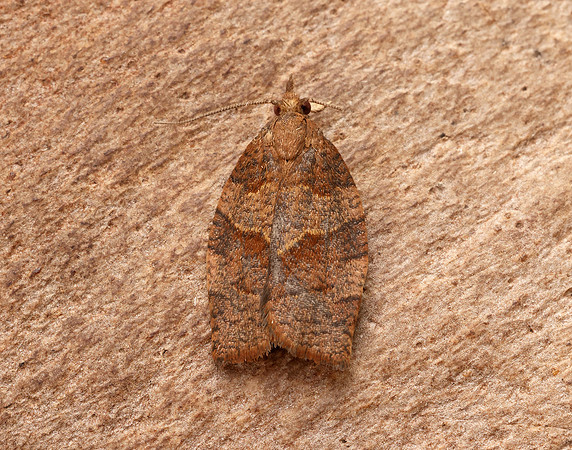 49.026 BF972 Dark Fruit-tree Tortrix Pandemis heparana