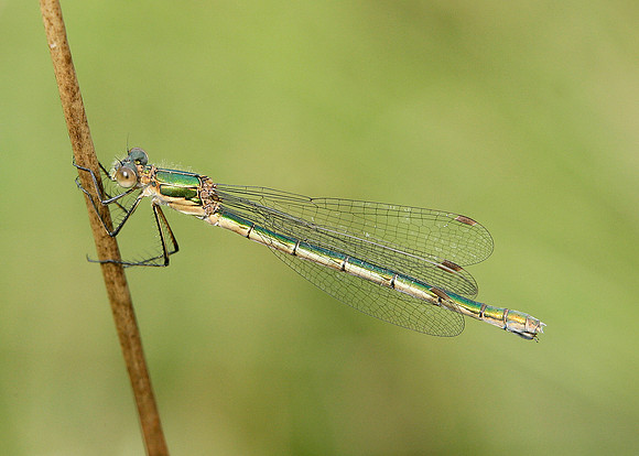 Emerald Damselfly Lestes sponsa