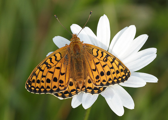 Dark Green fritillary Argynnis aglaja