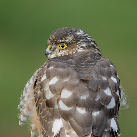Sparrowhawk Accipiter nisus