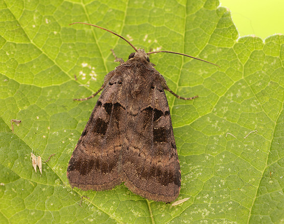 73.354 BF2131 Square-spotted Clay Xestia stigmatica