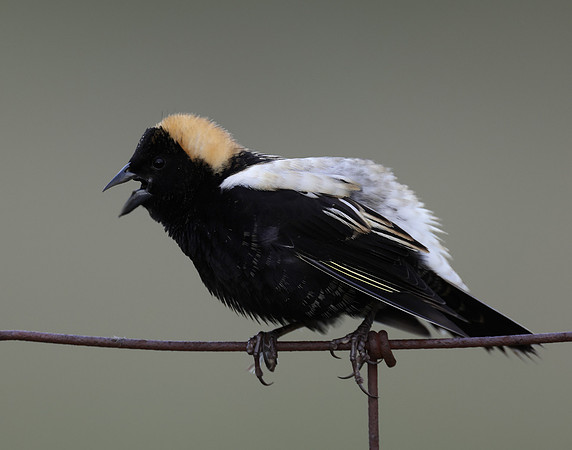 Bobolink Dolichonyx oryzivorus
