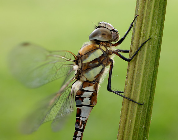 Migarnt Hawker Aeshna mixta