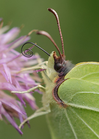 Brimstone Gonepteryx rhamni