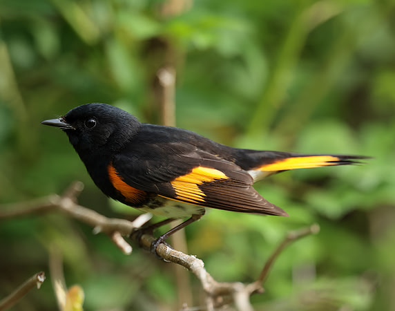 American Redstart Setophaga ruticilla