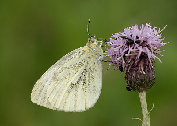 Green-veined White Pieris napi