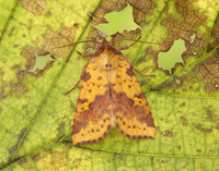 73.181 BF2273 Pink-barred Sallow Xanthia togata