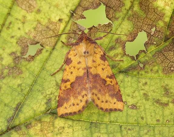 73.181 BF2273 Pink-barred Sallow Xanthia togata