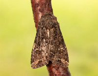 73.274 BF2154 Cabbage Moth Mamestra brassicae