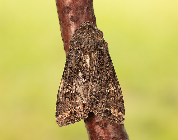 73.274 BF2154 Cabbage Moth Mamestra brassicae