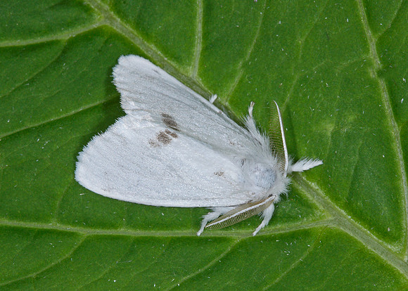 72.013 BF2030 Yellow-tail Euproctis similis