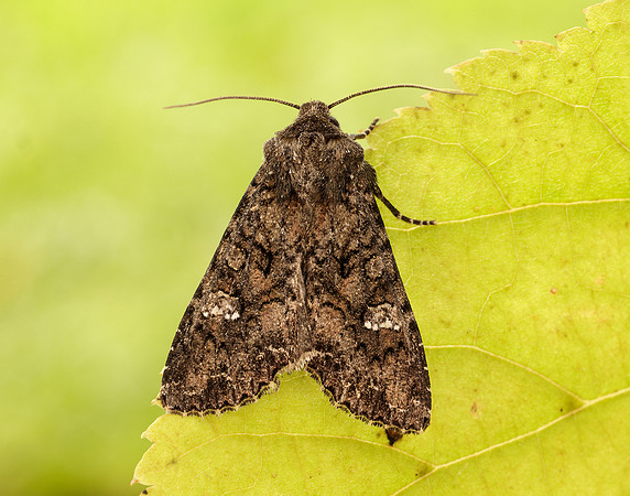 73.274 BF2154 Cabbage Moth Mamestra brassicae