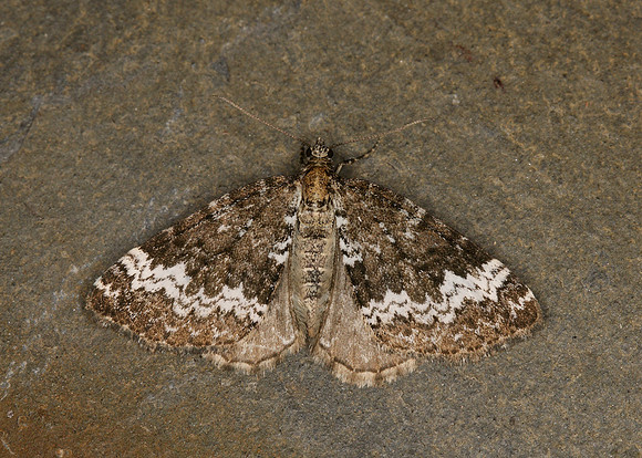 70.133 BF1803 Small Rivulet Perizoma alchemillata