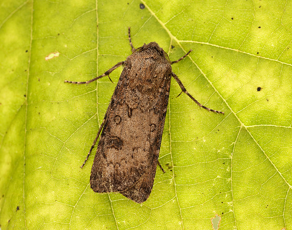 73.319 BF2087 Turnip Moth Agrotis segetum