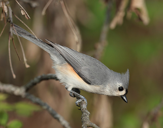 Tufted Titmouse Baeolophus bicolor