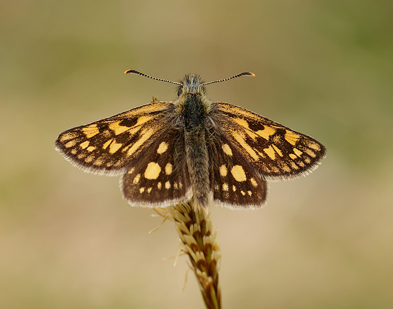 Chequered Skipper Carterocephalus palaemon