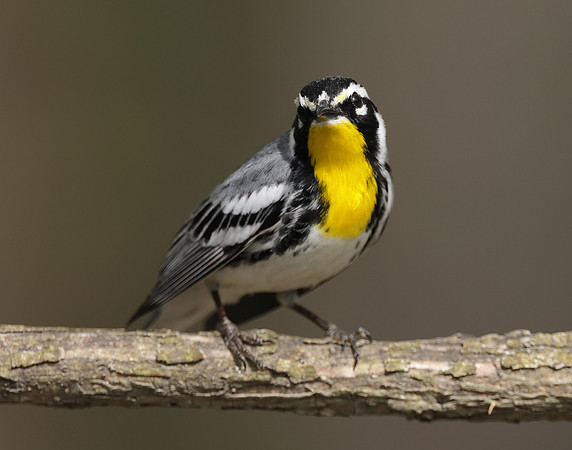 Yellow-throated Warbler  Setophaga dominica