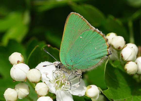 Green Hairstreak Callophrys rubi