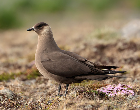 Arctic Skua Stercorarius parasiticus