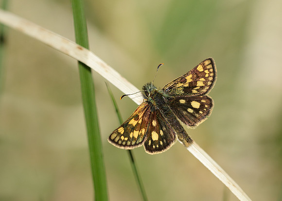 Chequered Skipper Carterocephalus palaemon