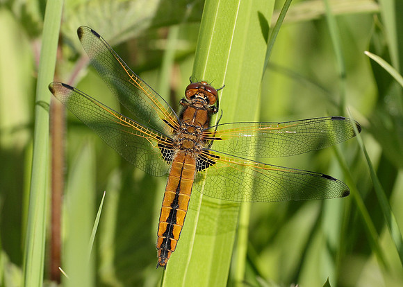 Scarce Chaser Libellula fulva
