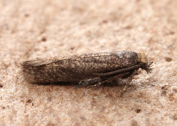 17.015 BF252 Ochsenheimeria urella