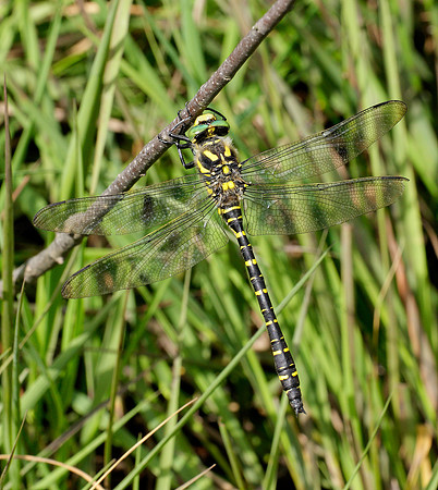 Golden-ringed Dragonfly Cordulegaster boltonii
