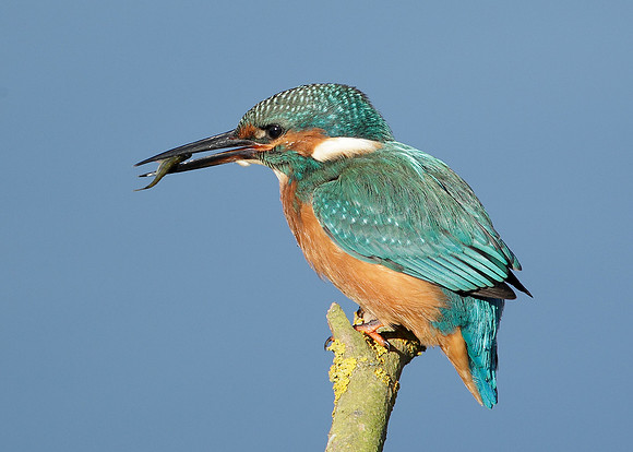 Kingfisher Alcedo atthis