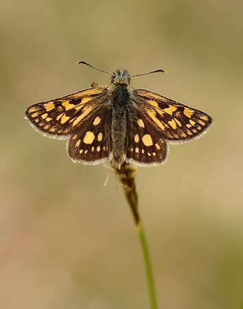 Chequered Skipper Carterocephalus palaemon