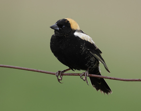 Bobolink Dolichonyx oryzivorus