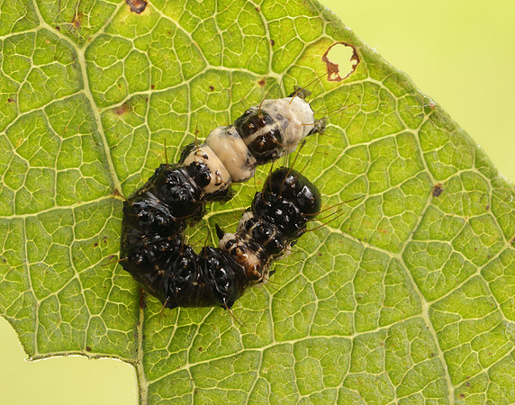 73.036 BF2281 Alder Moth Acronicta alni