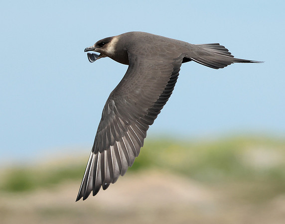 Arctic Skua Stercorarius parasiticus