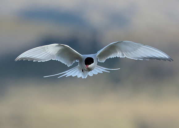 Arctic Tern Sterna paradisaea