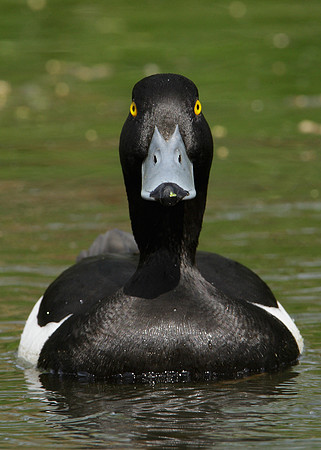 Tufted Duck Aythya fuligula