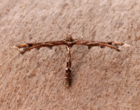 45.010 BF1497 Beautiful Plume Amblyptilia acanthadactyla