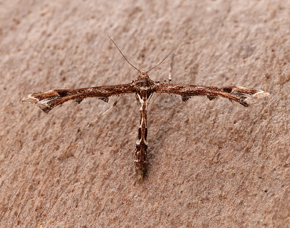 45.010 BF1497 Beautiful Plume Amblyptilia acanthadactyla