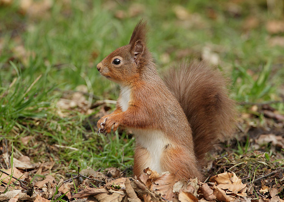 Red Squirrel Sciurus vulgaris