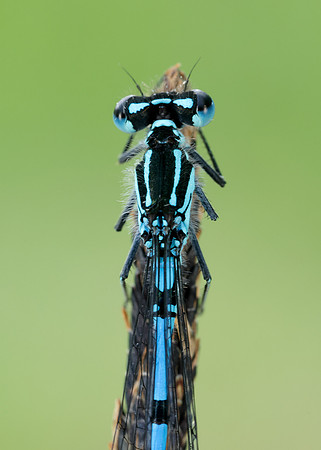 Variable Damselfly Coenagrion pulchellum