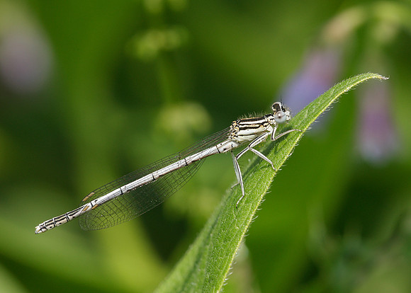 White-legged Damselfly Platycnemis pennipes