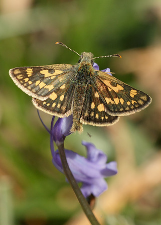 Chequered Skipper Carterocephalus palaemon
