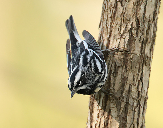 Black & White Warbler Mniotilta varia