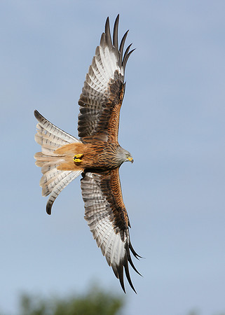 Red Kite Milvus milvus