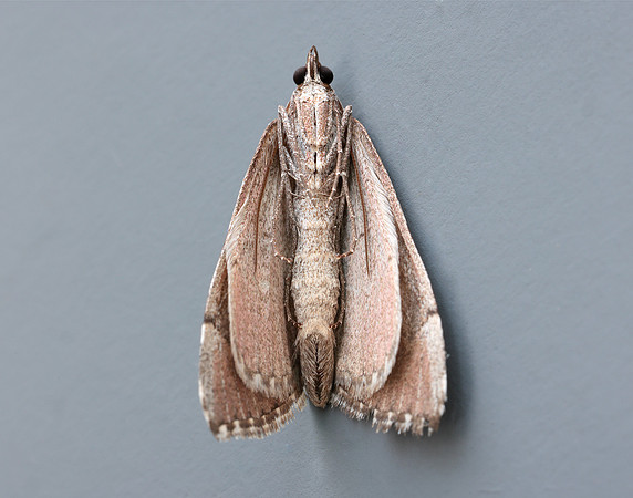 70.192 BF1867 Treble-bar Aplocera plagiata