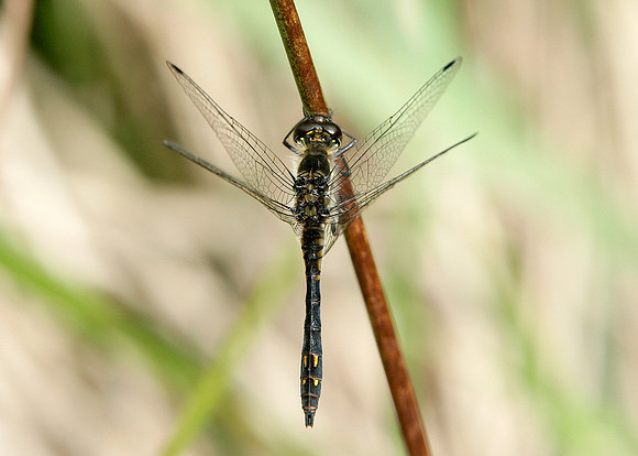 Black Darter Sympetrum danae