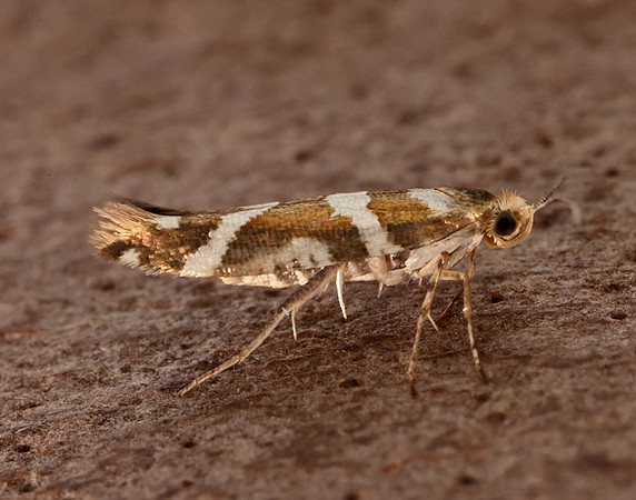 20.012 BF411 Argyresthia goedartella