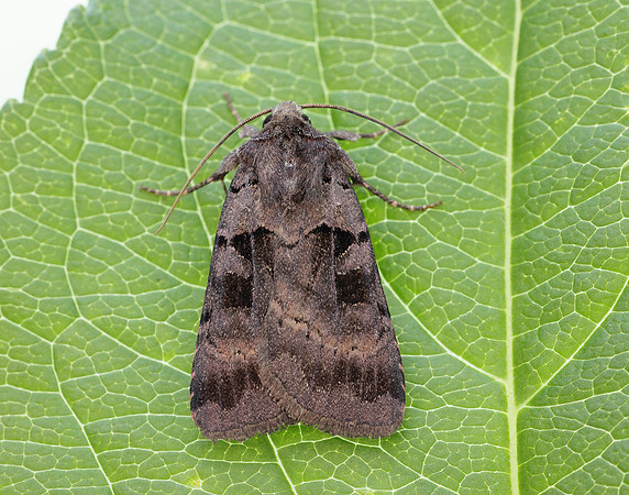 73.354 BF2131 Square-spotted Clay Xestia stigmatica