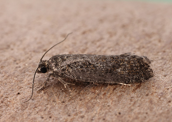 49.257 BF1166 Larch Tortrix Zeiraphera griseana