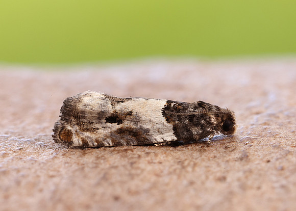 49.279 BF1169 Gypsonoma dealbana