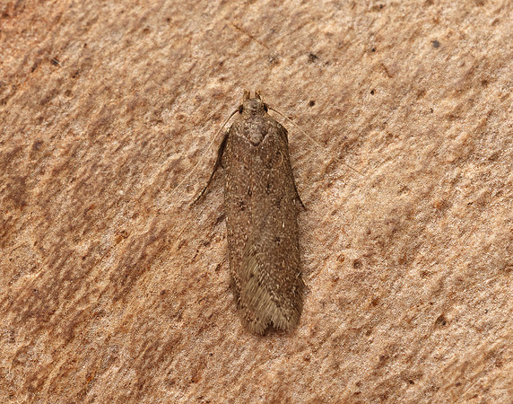 35.040 BF787 Bryotropha terrella