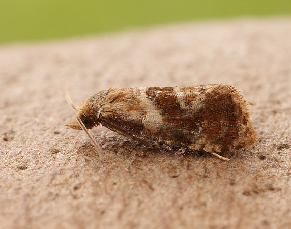 49.129 BF959 Cochylidia rupicola